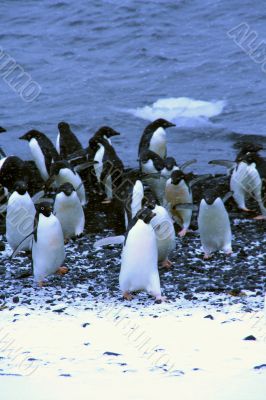 Flock of Adelie penguins, coming out of the water
