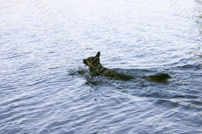 Dog swimming