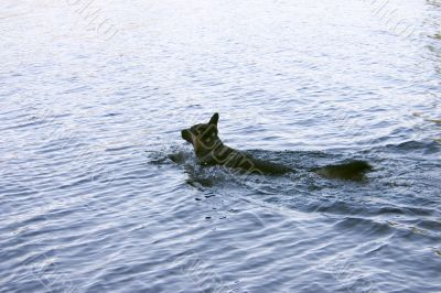 Dog swimming