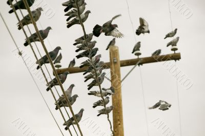 Pigeons on a Wire