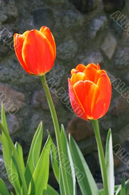Shiny red tulips
