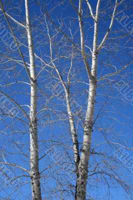Aspen trees in spring