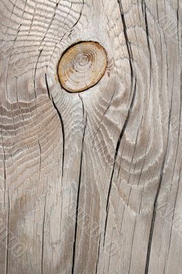 Silver-gray knotty wood texture