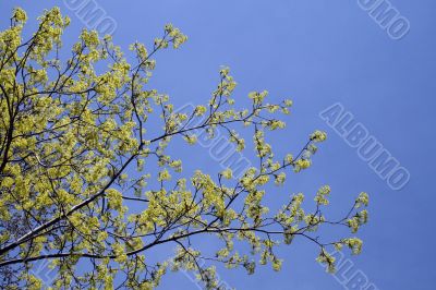 Vibrant green color of a spring tree