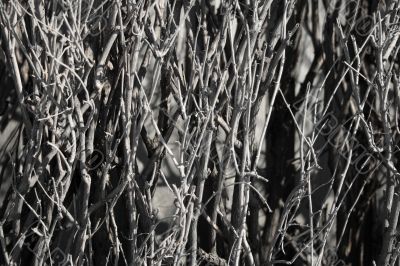 Naked branches of a bush