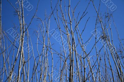 Tree branches reaching for the blue sky