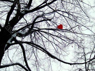 heart on tree