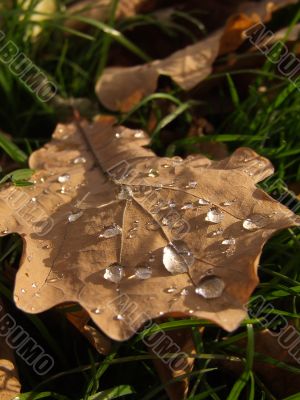 drop on leaf  of oak