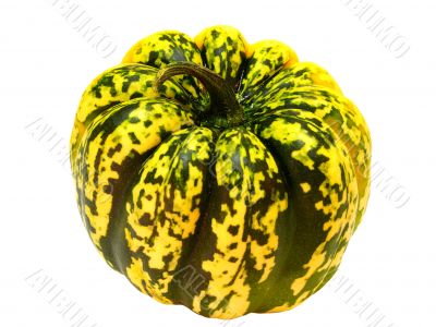 Green Pumpkin