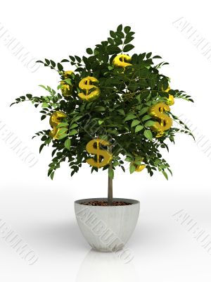 Money tree in flowerpot isolated on white background