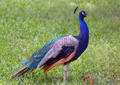 Peacock Posing
