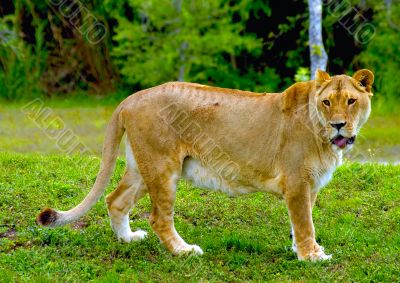 Lioness 2