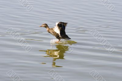 Landing Duck