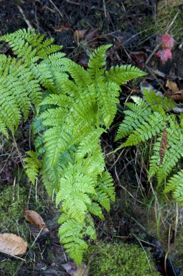 Forest ferns