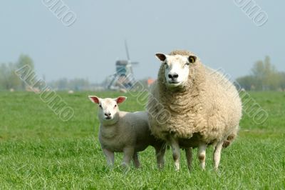 sheep and windmill