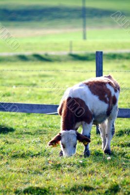 cow on the willow