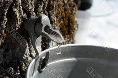 Collecting sap to produce maple syrup