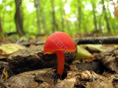 Shiny red mushroom