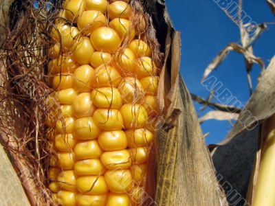 Golden corn and the blue sky