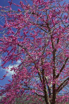 Violet flower tree , cercis siliquastrum