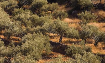 Olive tree field