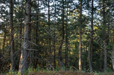 Forest
