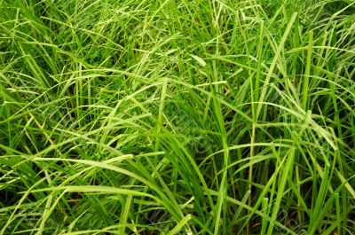 Tall green grass