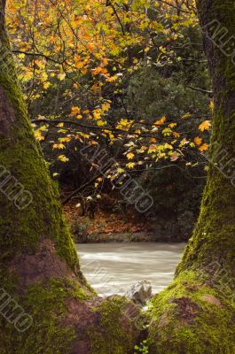 Autumn scene
