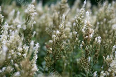 Fluffy flowering herbs