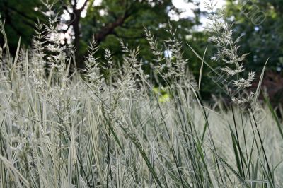 Green and white grass
