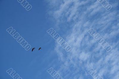 Two wild geese in the sky