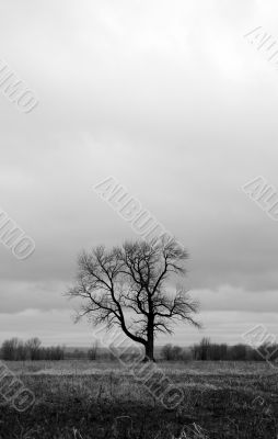 Lonely tree in a spring field