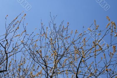 Tree brunches with buds and young leaves