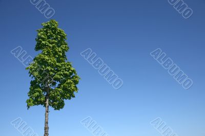 Green tree and blue sky
