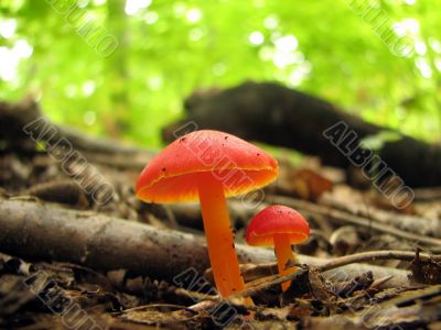 Two shiny red mushrooms