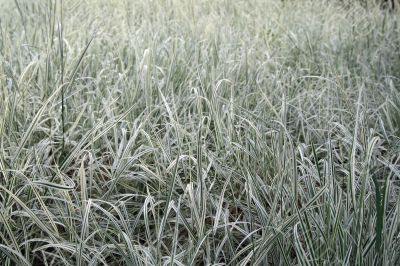 Beautiful green and white grass