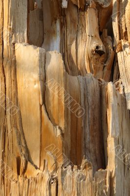 Wooden texture of a broken tree
