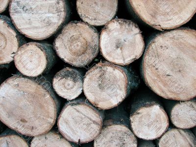 Pile of pine tree logs