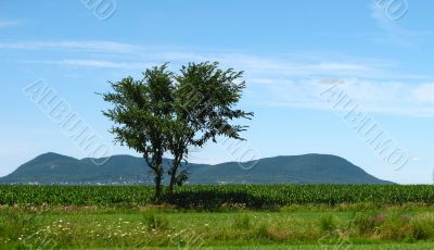 Lonely tree and mountains on the horizon