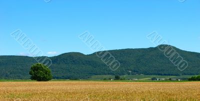 Golden oat field and mountains