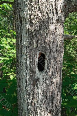Mossy tree with hollow
