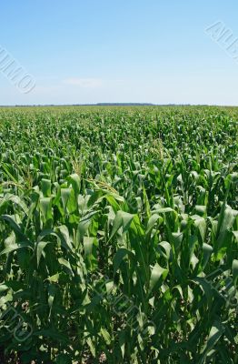 Green summer cornfield