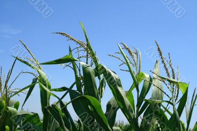 Green corn plants