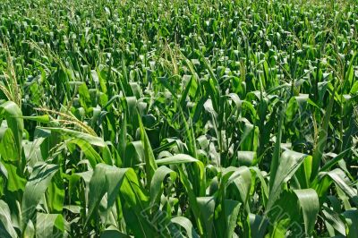 Green cornfield background