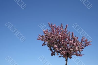 Blooming plum tree and blue sky