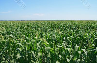 Green cornfield under the blue sky