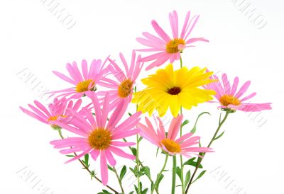 Beautiful pink and yellow flowers