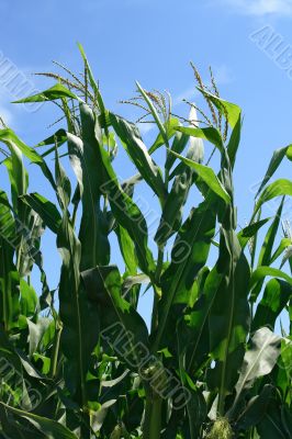 Green corn plants and blue sky