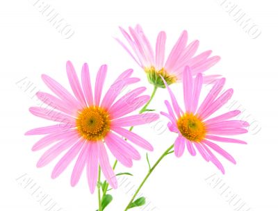 Pink gerbera daisies