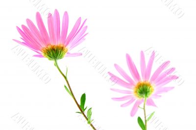 Pink gerbera daisies